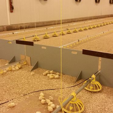Kyllinger i hall