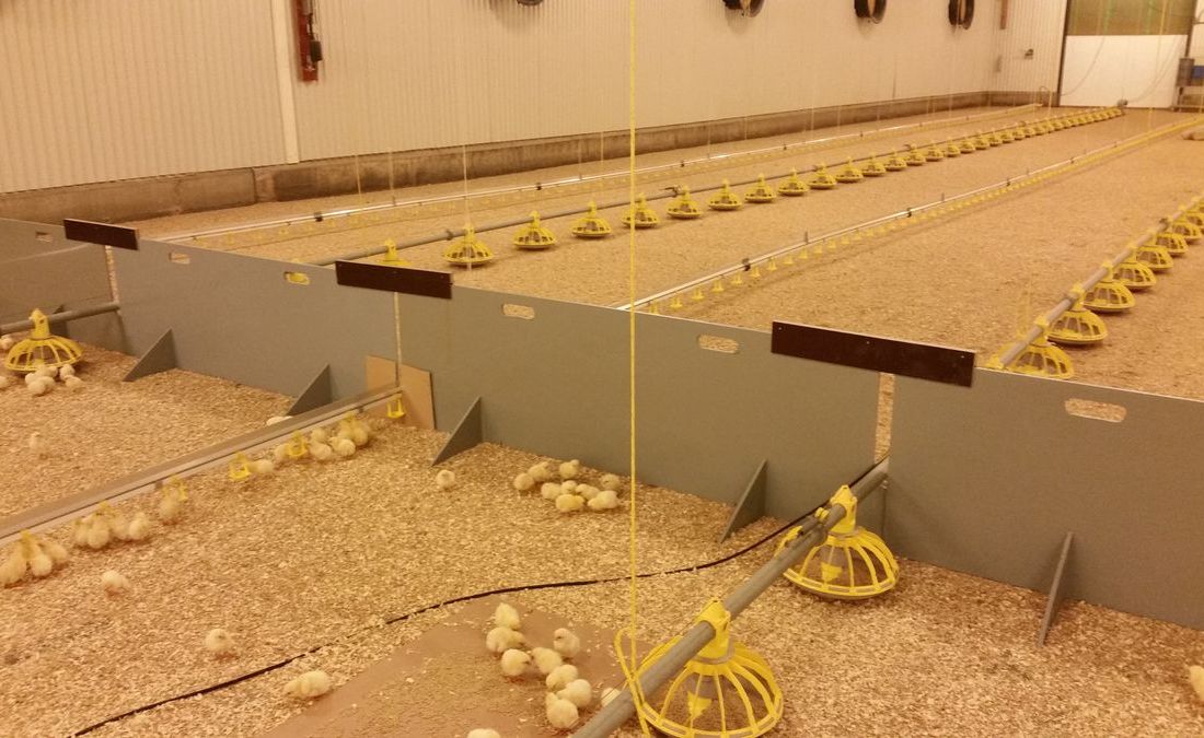 Kyllinger i hall